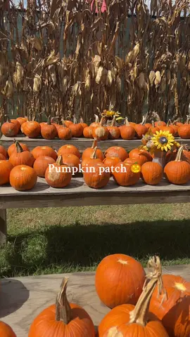 Had so much fun at the pumpkin patch with my little family ♥️🎃✨ definitely going to the pumpkin patch with a toddler hits differently 🥰 #pumpkinpatch #pumpkinseason #fallactivities #pumpkins #fyp 