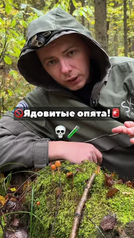 Ядовитый опёнок! Галерина окаймленная