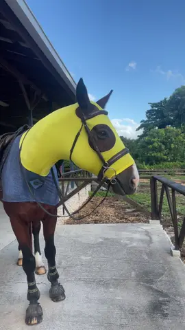 🍌🍌 #horse #halloween #minions #halloweencostume #fypシ゚ 