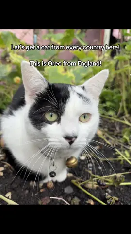 #fyp #cat #catlovers #catsoftiktok #cats 