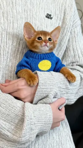 #viral #cute #fyp #cats #abyssinian 