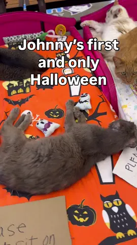 Johnny’s last Halloween #cat #rescue #trending #Love #fyp