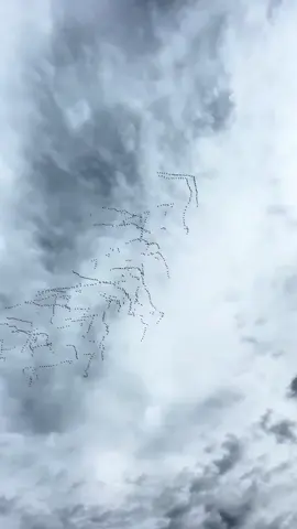 #geese #sky #migration #flyawayhome #seasonschanging 