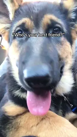 #dogsoftiktok #germanshepherd #fyp #viral #germanshepherdsoftiktok 