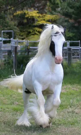The most dramatic entrance you’ll see today. 🎭 Rate the mane flow 1-10! (Be honest!) ​#horsetok #fairytalehorse #viralhorse #equestrian #fyp Witness the stunning beauty of these Majestic Gypsy Vanners! Their flowing manes and luxurious Feathering are pure 