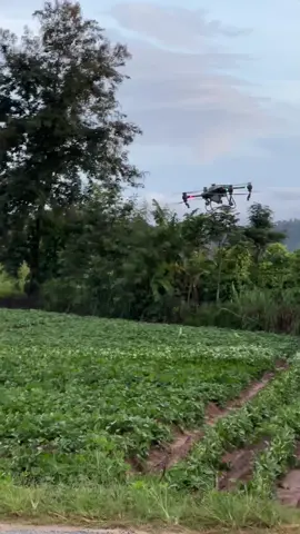 5 10 hecta khoai lang phun thuốc chỉ 2 3 tiếng là xong. Giáp pháp hiểu quả cho bà con nong dân khi áp dụng công nghệ vô sản xuất ✈️✈️#maybayphunthuoc #maybaynongnghiep #djit50 #nongnghiep #dichvuphunthuoc 