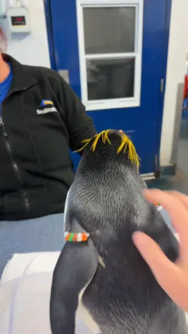 Cody @🌱🅱️ 🅱️3️⃣🌵🌵@ #surfsup #cody #chickenjoe #penguin #movie 