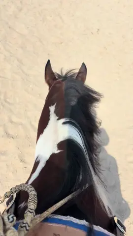 Little lope POV as we get ready for CBC in a couple weeks #horse #pov #lope #ranch #western 