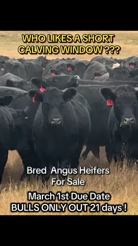 Bred Heifers For Sale in SOUTHERN ALBERTA #bredheifersforsale #twocranching #angus #cattle #cattlework #bredheifers 