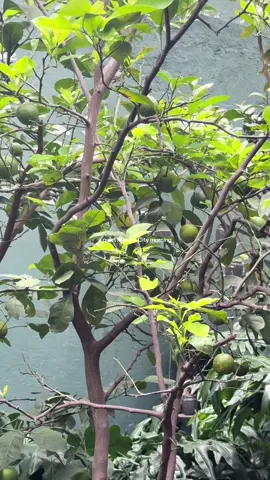 mornings in CDMX 😌 #cdmx #mexicocity #romanticizeyourlife #aesthetic #morningwalk 