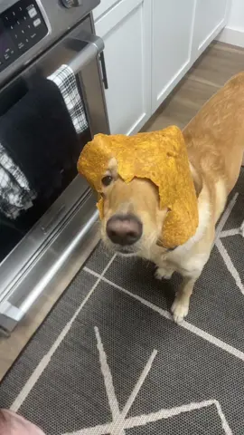 Ed here 🤣🐕