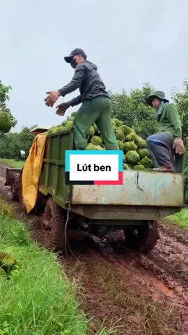 Cũng đâu mấy quá tải đâu phải kh các bác..😅#sầuriêng #đăklăk #taynguyen #xh 