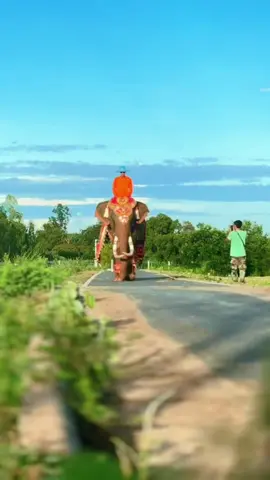 อลังการกว่า ชุดก็ตากล้องวีดีโอ 😬😊💜💜ตากล้อง😬😬🍺🍺…ขอบคุณตากล้องจากพังดวงดาวควาญไม้ & พลายทองเงินควาญหลิวค่ะ …พ่อพลายคำแก้วมาในชุดแดง ผ้าไหมลายพญานาคลงทองมหาเมตตา ชุดปังชุดหมานลูกหลานพญานาคใส่แล้วงานรุมทุกชุดค่ะ💜💜🙏🙏#พลายคำแก้ว @LOVE CHANG 🐶🐘💜🍺🇳🇴 