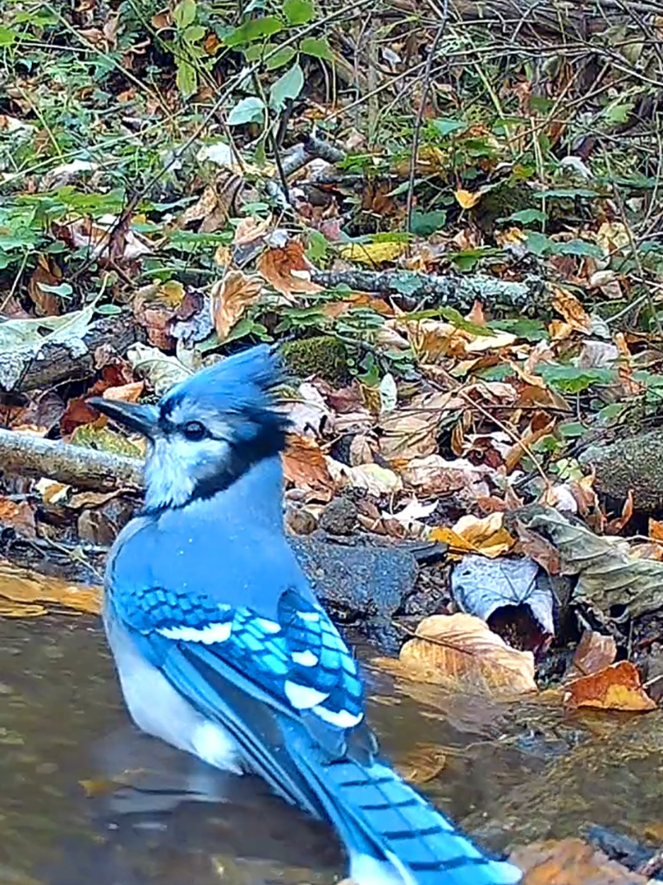 Blue Jay has a refreshing dip in the mountain spring 💦💦💦. #birds #animallovers #wildlife #birdsoftiktok 