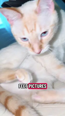 Maui boy!🤣😱 #catlover #catlife #catlover #maui #mauiboyzdoitbest 