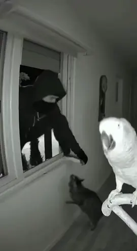 La mejor dupla #pajaros #gatos 