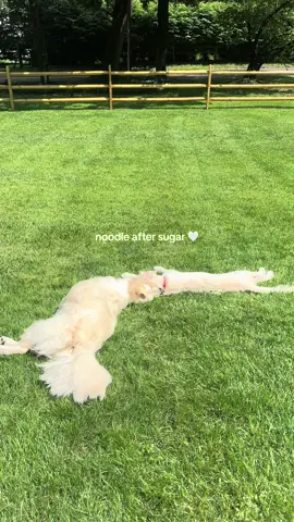 I think this might be the best video I’ve ever made I’m actually crying 🥲 my babies #englishcreamgoldens #dogs 