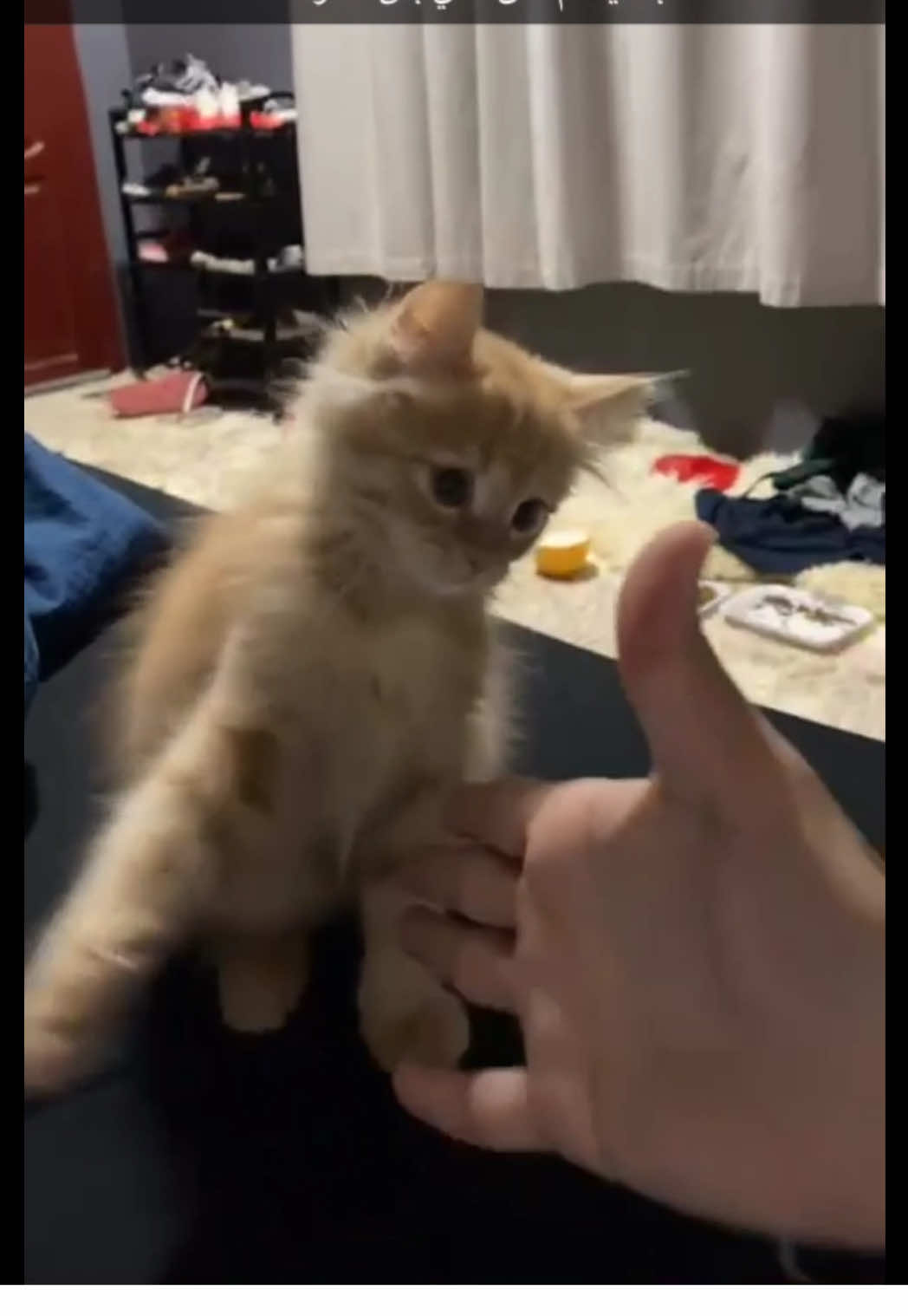 الله يرفع قدرك ياولدي🐈