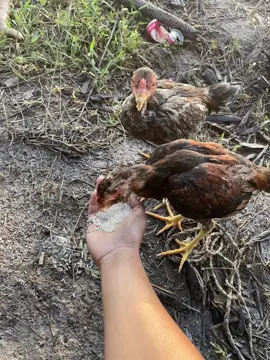 ❤️#ក្មេងមើលក្របី🐃🥰 #សៀមរាបផ្ទះខ្ញុំ🏡♥ 