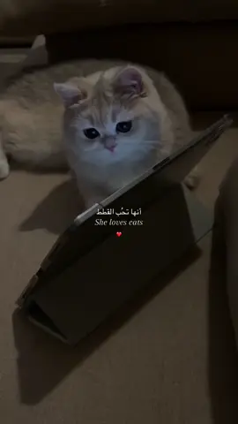 #explore #اكسبلور #بدون_موسيقى #fyp #Love 