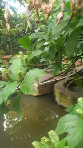 #goviral #foryou #VoiceEffects #viral 