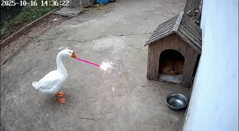 Sự trả thù của ngỗng #Hành vi khó hiểu của chó #Chó #Cuộc sống ở nông thôn của tôi #Hành vi khó hiểu của động vật #Hài hước