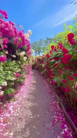 #CapCut #أمي #أم #mama #mamá 