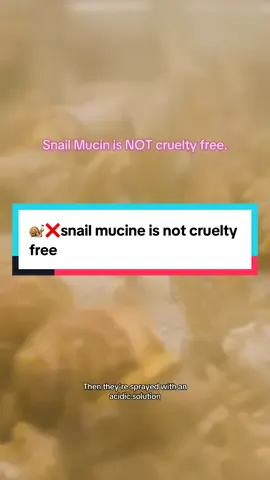 Snail mucin is not cruelty free! They are sprayed with an acidic solution that makes them go into distress mode. Then after 2 to 3 times, they are killed. So let’s go vegan snail mucin w these top 3 of my favs:  1. @@iUNIKbeta glucan serum  2. @@mixsoonsoybean essence 3. @@Glow Recipeprickly pear serum ##snailmucin##iunik##iunikbetaglucan##iunikhydrationserum##veganskincare