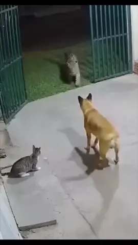 #viraltiktok #gatovsjaguar #naturalezaporelmundo 