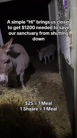 #DonkeyLove #SponsorADonkey #DonkeySanctuary #DonkeyRescue #AnimalRescue     