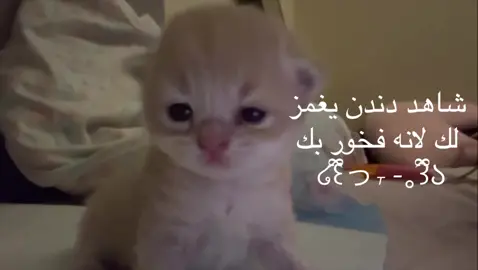 #دندن #pyppppppppppppp 