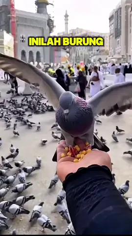 #BurungMerpatiTanahSuci 