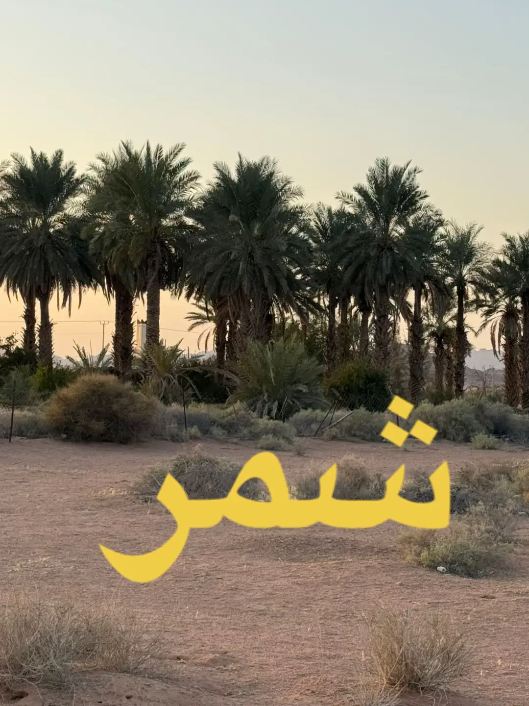 #بوطلال #المبدع #قناة #قهوتى #saad المبدع الشمري السناعيس والطنايا 