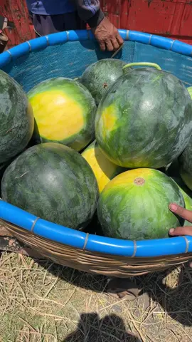 Bukan begitu Boss ku#udbuahwahyuabadijember 