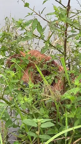 วิชาพรางตัว #เทรดวันนี้ #ilovetiktok #สัตว์เลี้ยงtiktok #โกลเด้นเป็นหมาตลก #ธรรมชาติ 