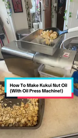 Best and most efficient way to make kukui nut oil! #hawaii #kukuinut #kukuinutoil #candlenut #hawaiian 