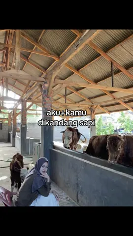 yok#fyp #peternakmuda #peternaksapiindonesia #setiafarm #sobatngaret 