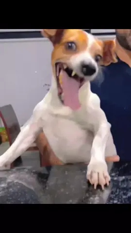 #🤣 #dog #resteconcentré #funnytiktok 