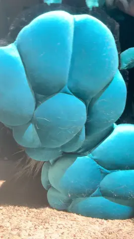 Paws or maws  Anyways I’m like. About to go canyoneering again. Gimme some ideas #fursuit #furry #fursuiting #fursuits #furries #fursuithead #fursuiter #fursuitenterprise #furryart #furryartist #maddog #yamishizen #fursuitmaker #baddog #baddogcustomcreations