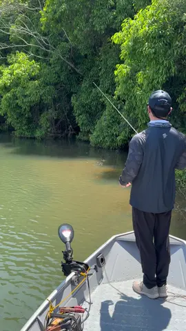 🎣Roll Pitching numa apresentação impecável 👌 Um arremesso que uso mto nas minhas pescarias pescando próximo das estruturas - Preciso, eficiente e te faz ganhar tempo, já que você emenda um arremesso atrás do outro sem ter que recolher a isca até a ponta da vara.  Você já tentou executar essa arremesso? Conta pra mim! Vestuário sa3fishing  Vara Wasary 5’8 14 lb varaslumis  Isca Boom Padlle chumbada_oficial  Linha Marfim 16x fishermans.com.br  #skipping #rollpitching #pescaria 