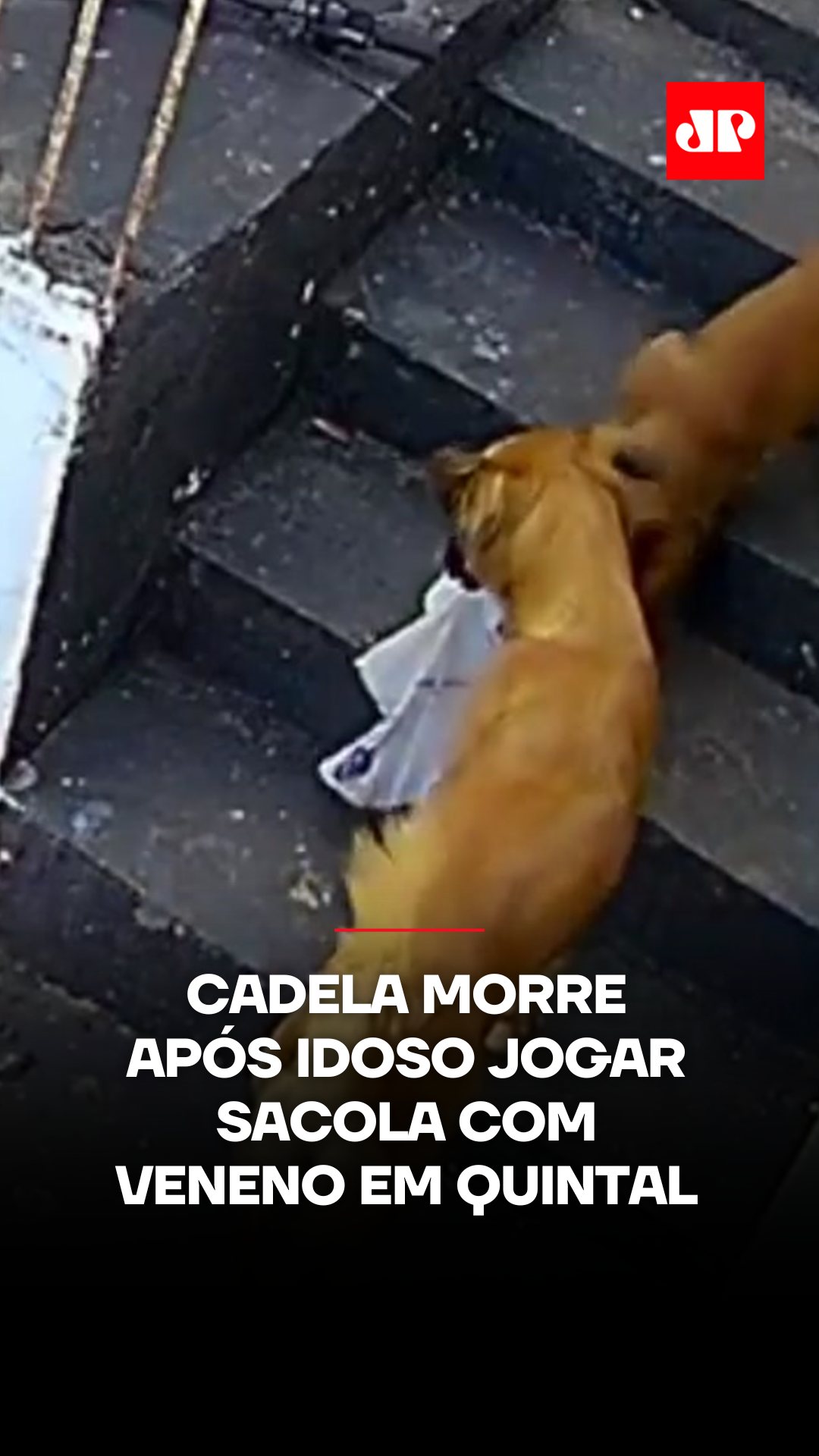 Câmeras de segurança registraram o momento em que um idoso de 72 anos arremessou uma sacola com veneno para dentro de uma casa no Jardim América, em Jales (SP). Pouco depois, uma cadela da moradora passou mal e morreu por envenenamento. ⠀ Segundo o boletim de ocorrência, o caso aconteceu na quarta-feira (15). A tutora contou que encontrou o animal com espuma na boca e diarreia ao voltar do trabalho. Mesmo com atendimento veterinário, a cadela não resistiu — o laudo confirmou a ingestão de veneno. ⠀ As imagens já estão com a Polícia Civil, que investiga o caso como crime de maus-tratos a animais. 📺 Confira na JP News e Panflix #Brasil #MausTratos #Animais #PolíciaCivil #Justiça