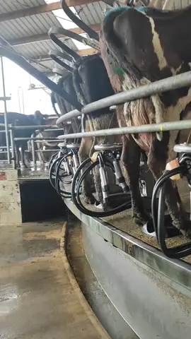 Naughty cow🤦🤦🤦 time consuming🤷 milking time🥛🥛🥛 #dairyfarmer  #nzdairyfarmer  #dairylife 