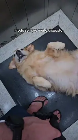 #preguiça #goldenretriever #goldenretrieverlife 