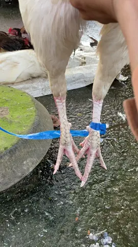 Hôm nay đi chợ gặp được em#TikTokAwardsVN #angiang #?gachoivietnam🐓🐓🐓 #gadavietnam 