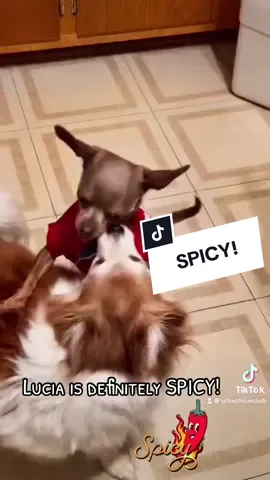 #spicy #tgif #dogvideos #chihuahua #fyp 