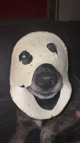 Rosco did not enjoy this trend. He just wanted to eat the tortilla #edgein #ed 