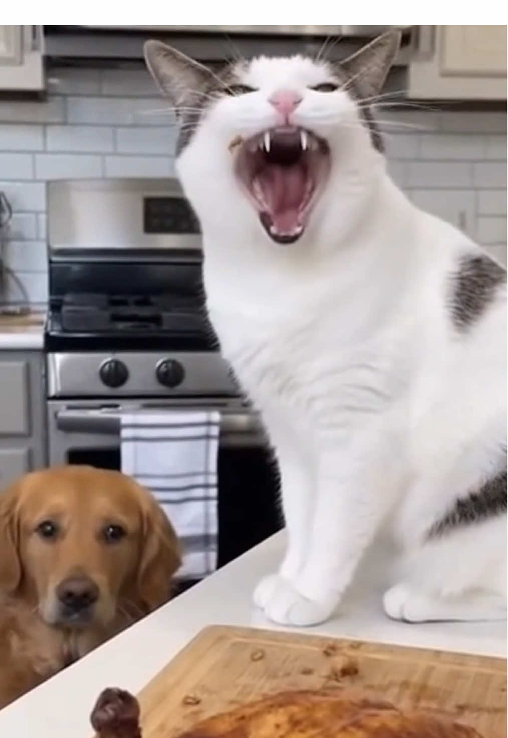 This is ony real sassy cat #cat #catlover #fyp #viral #daily 