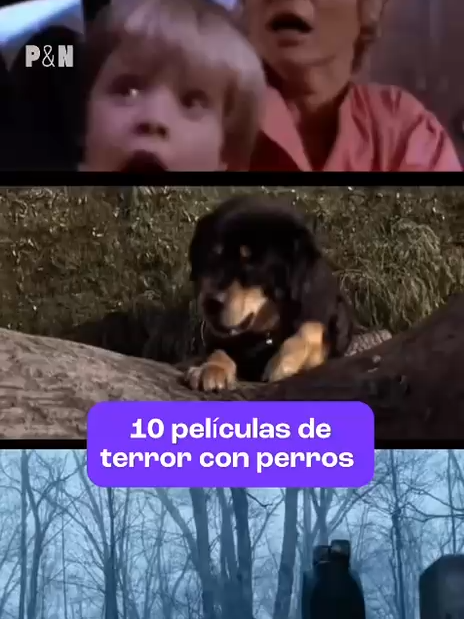 10 pelis de terror con #perritos. 😱🐕 Mis amigos de #PalomaYNacho tiene la lista completa. #cine #cinépolis #pelis #películas #goodboy #dog #perritosfamosos #fyp #movies #horrormovies #pelisdeterror