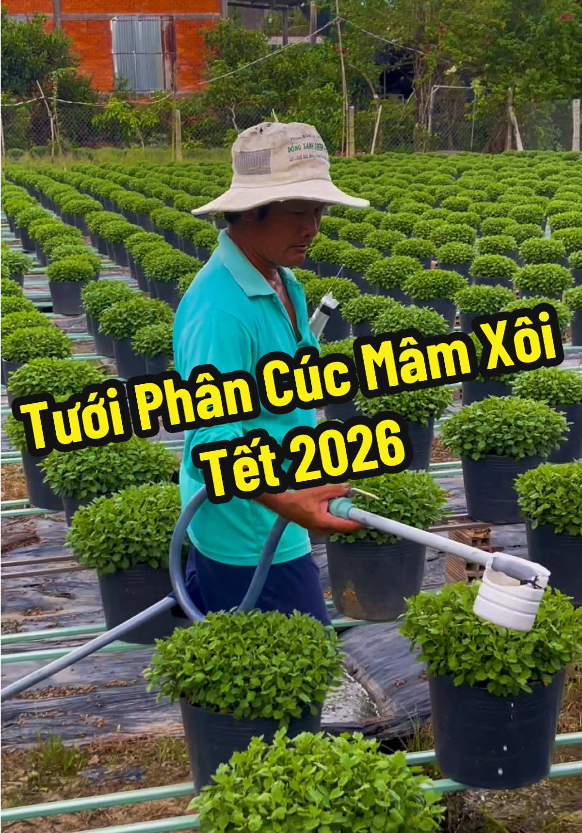 Nôn Tết quá ạ #cúcmâmxôi #vườn_hoa_Út_Toàn #chợlách #xuhuong #xuhuongtiktok 