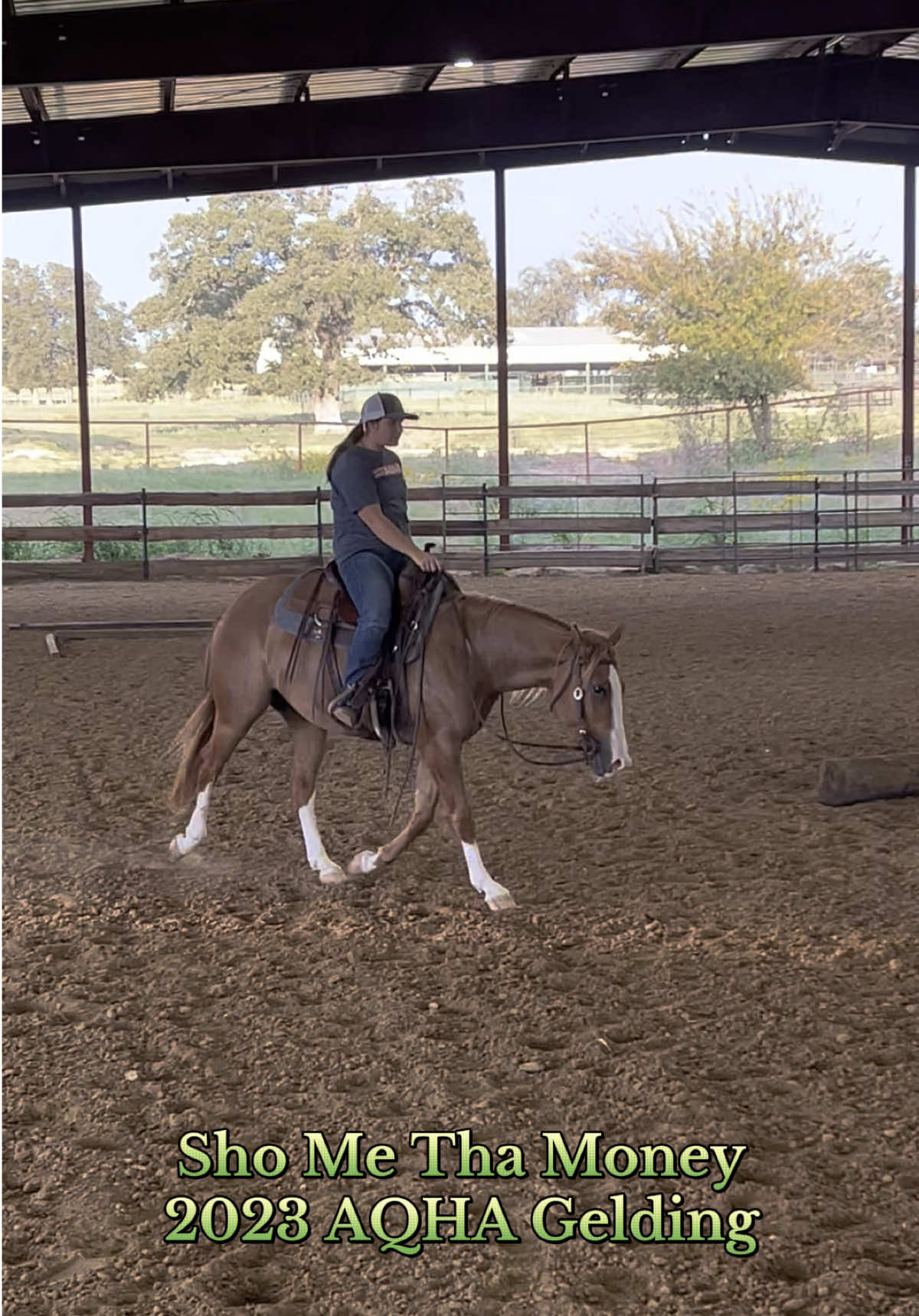 Message me for details about this super talented, sweet young gelding! 🤭🥰 #horse #horses #forsale #horseforsale #aqha #gelding #reddun #fypシ #foryou #fyp #horsetraining #ranchriding #quarterhorse #horsesoftiktok 